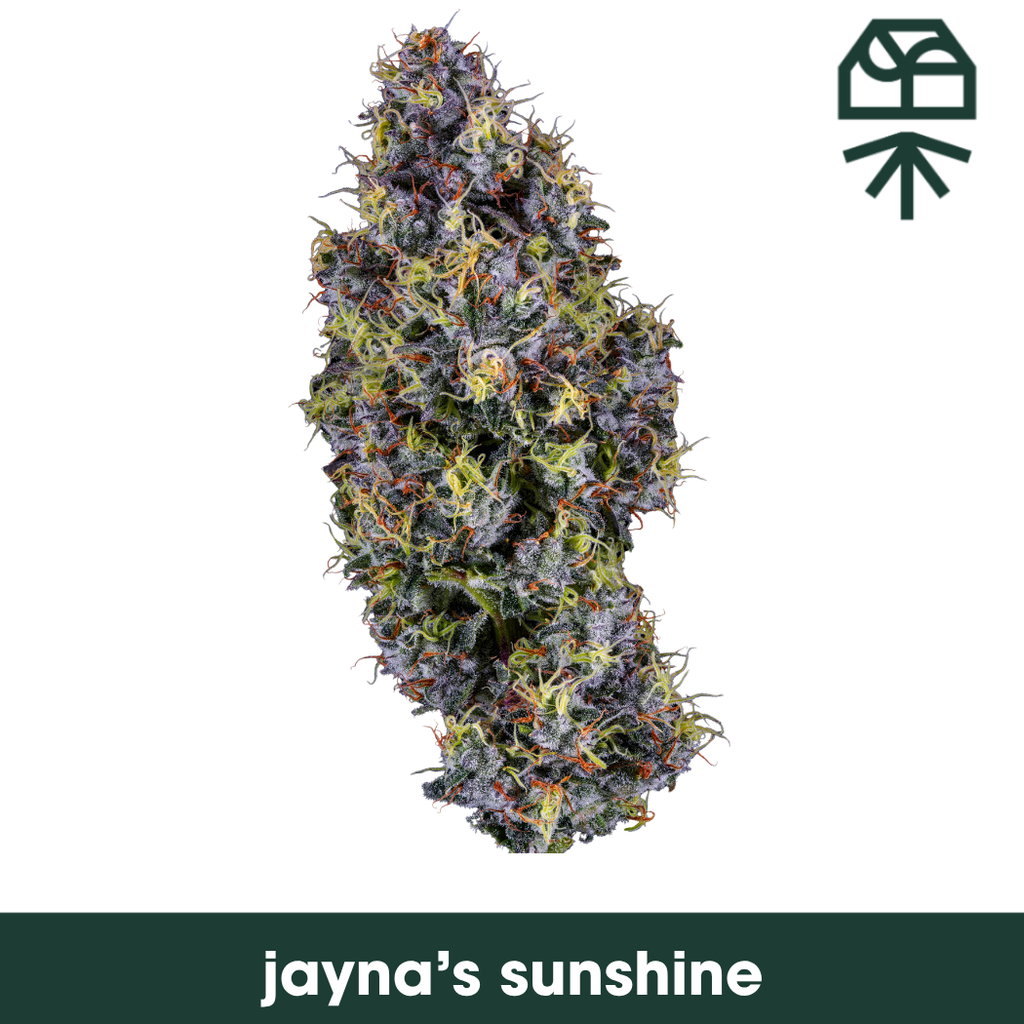 Jayna's Sunshine, Grassroots