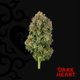 Blackened Blue Dark Heart Blackened Blue Dark Heart