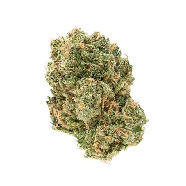 Lemon G Terrapin