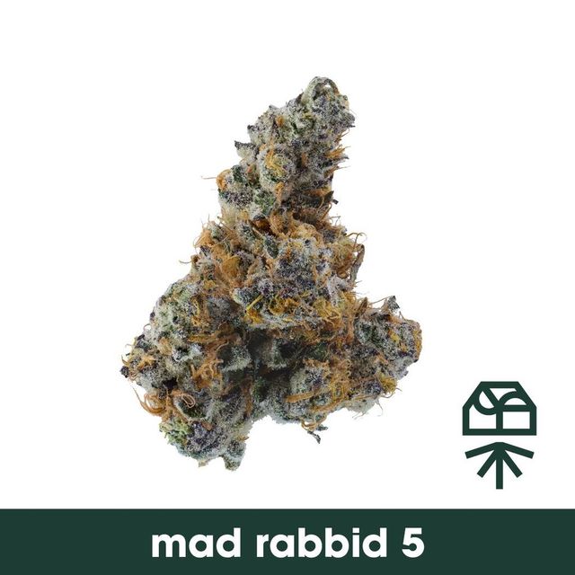 Mad Rabbid #5 Grassroots