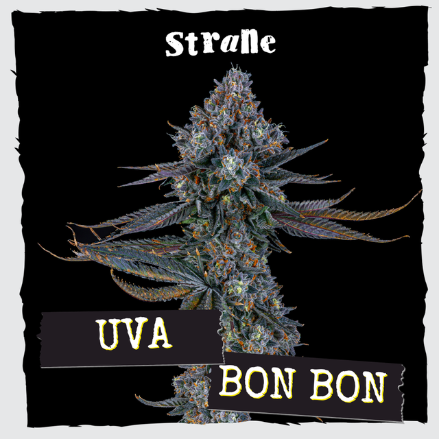 UvBnBn Strane