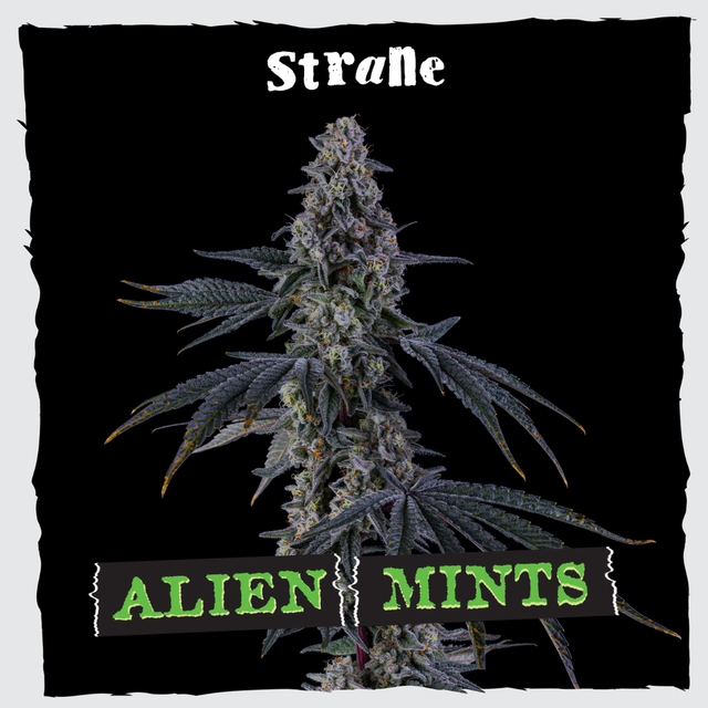 Alien Mints Strane