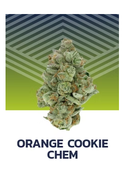 Orange Cookie Chem Pure Dakota