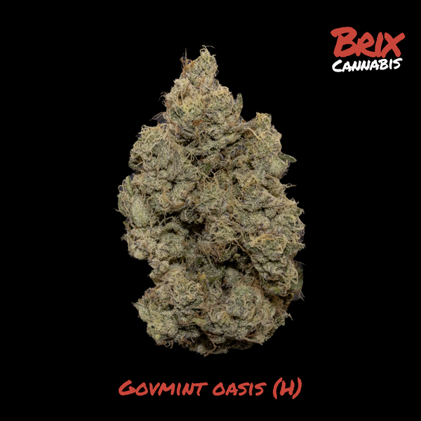 Govmint Oasis Lil' Budz