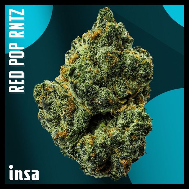 Red Pop Rntz INSA