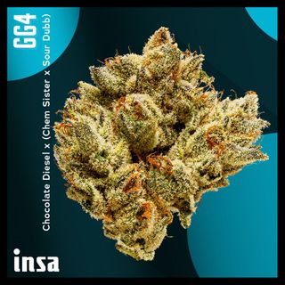 Cannabis Promo, Cannabis Sales, Cannabis Discounts, Cannabis on Sale, $120 for INSA 28g Flower! 2