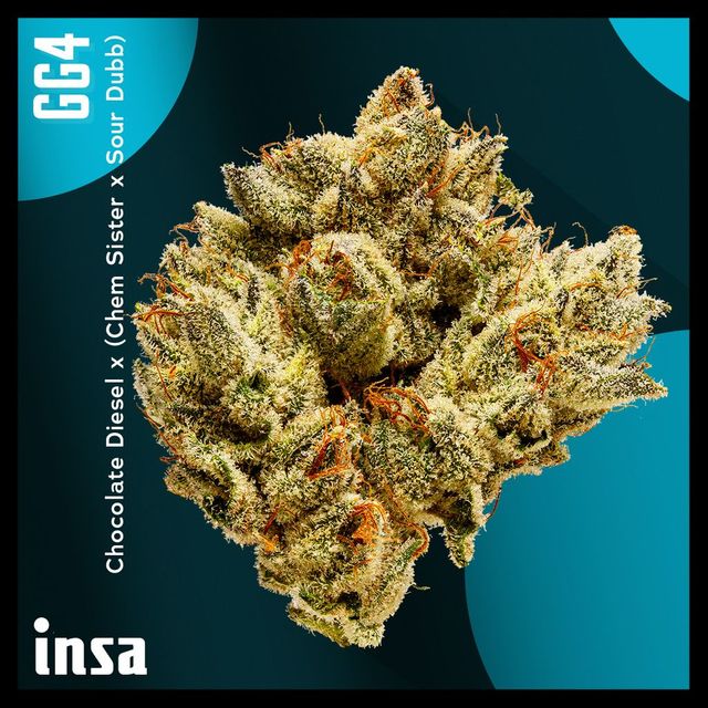 GG4 INSA