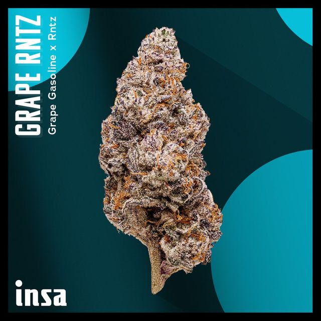 Grape Rntz INSA