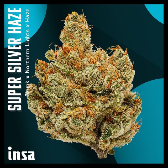 Super Silver Haze INSA