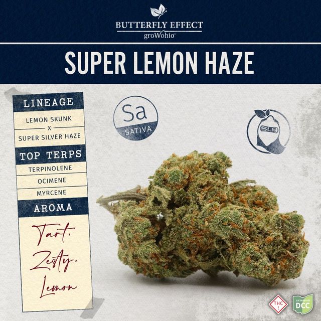 SLH Butterfly Effect SLH Butterfly Effect
