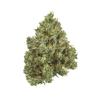 Lilac Diesel Grow West Cannabis Company Lilac Diesel Grow West Cannabis Company