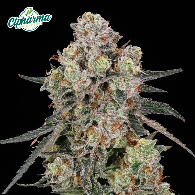 Passion Orange Guava CTPharma