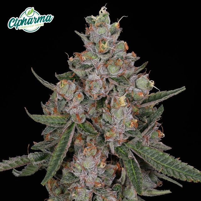 Tuscan Gelato CTPharma