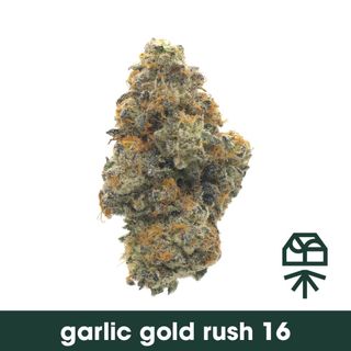 Garlic Gold Rush #16 Grassroots