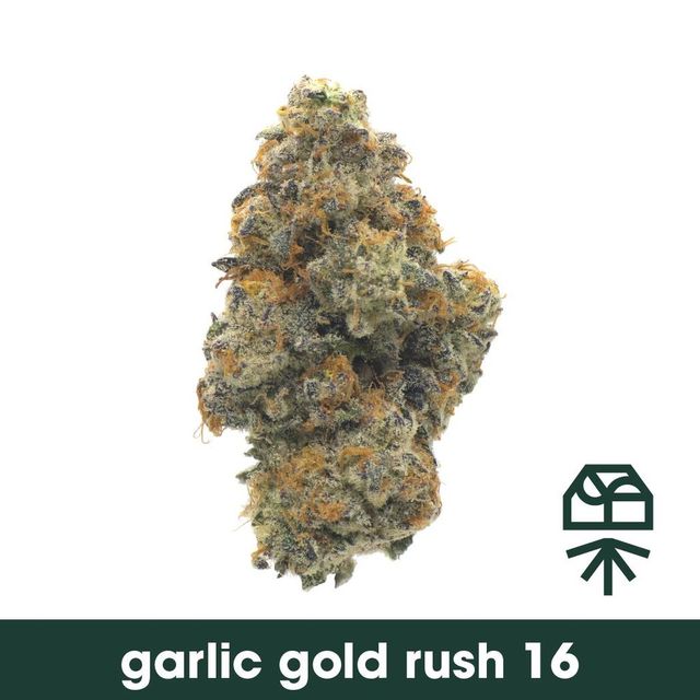 Garlic Gold Rush #16 Grassroots Garlic Gold Rush #16 Grassroots