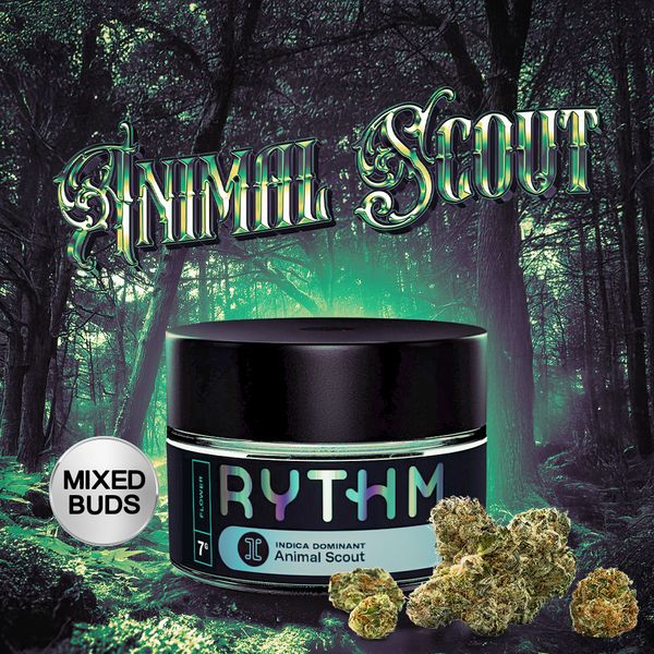 Animal Scout RYTHM