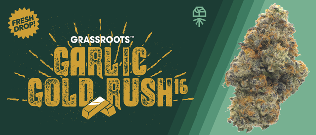 Cannabis Promo, Cannabis Sales, Cannabis Discounts, Cannabis on Sale, Launch: Grassroots Garlic Gold Rush #16