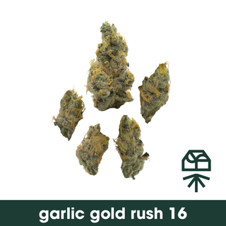 Garlic Gold Rush #16 Grassroots