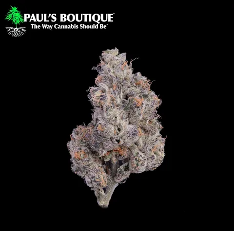 Rising Tides Paul's Boutique
