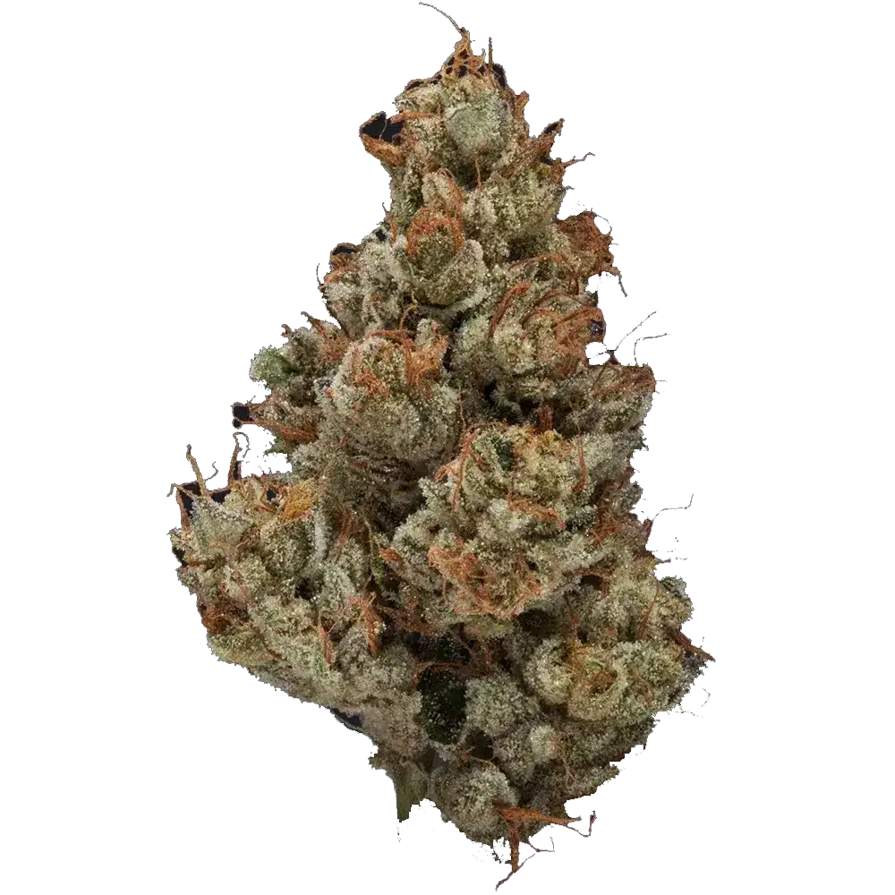 Master Jack Jack Herer Reserve