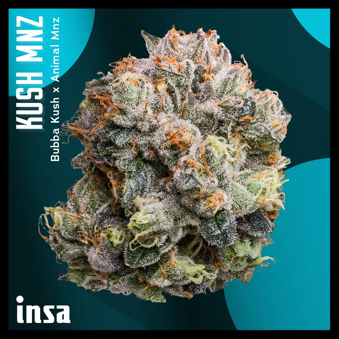 Cannabis Promo, Cannabis Sales, Cannabis Discounts, Cannabis on Sale, $75 INSA 14g Flower! 2