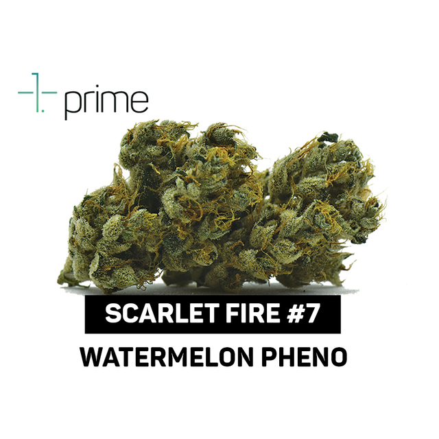Scarlet Fire #7 Prime Wellness