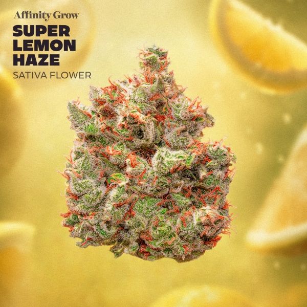 Super Lemon Haze Affinity Grow
