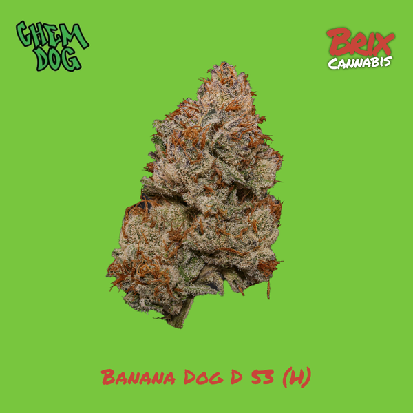 Banana Dog D 53