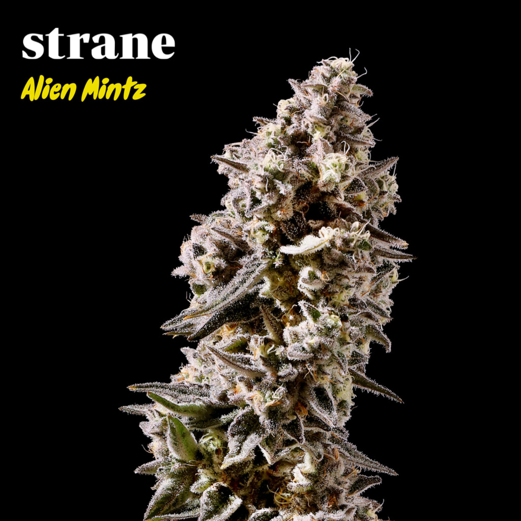 Buy Strane Flower Alien Mints 3.5g image