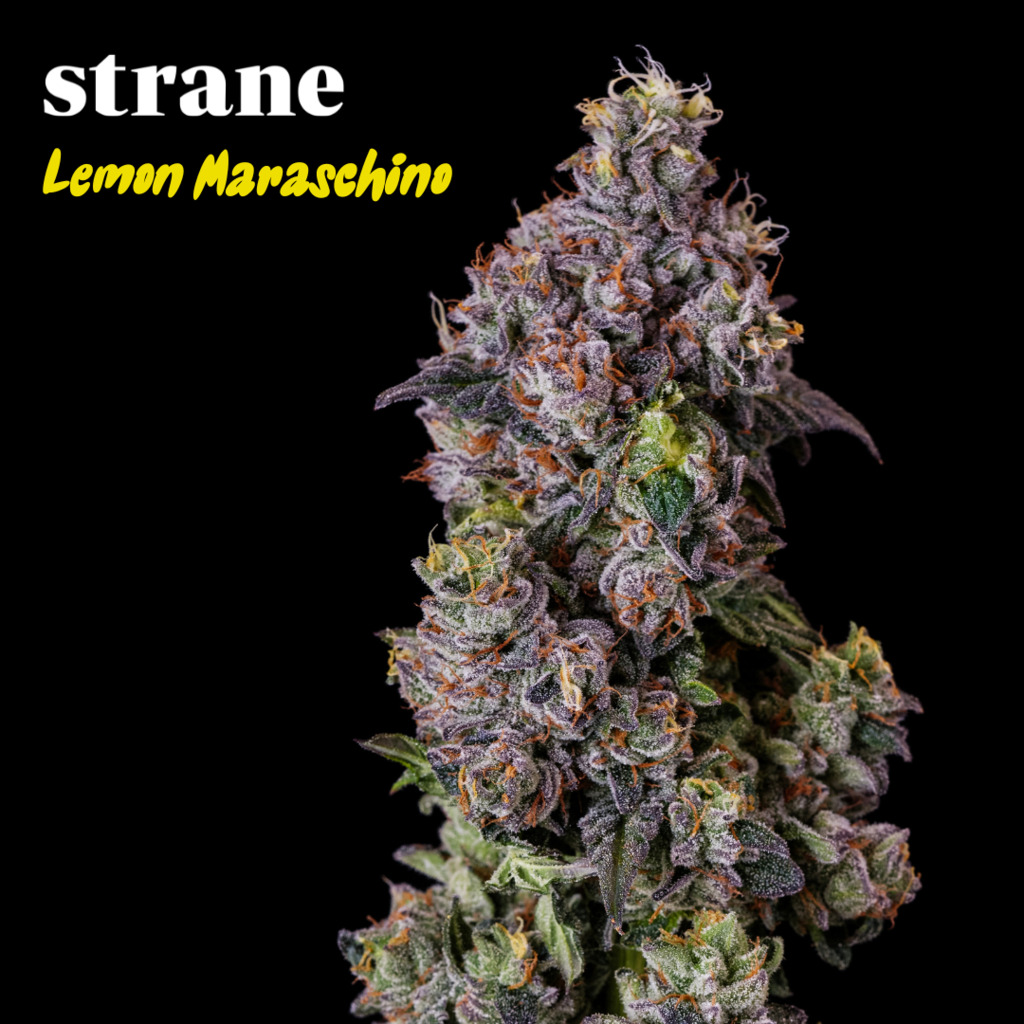 Reserve Lemon Maraschino Strane