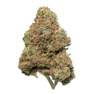 Stardawg F2 Bold Cultivation