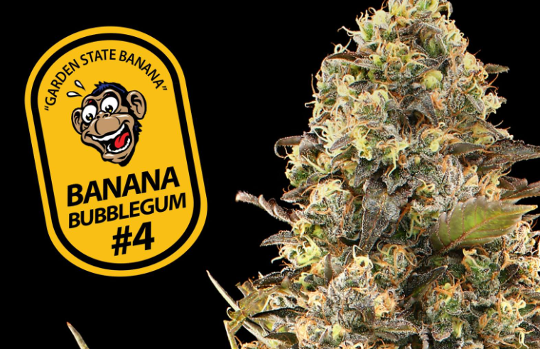 Banana Bubblegum #4 Garden State Banana