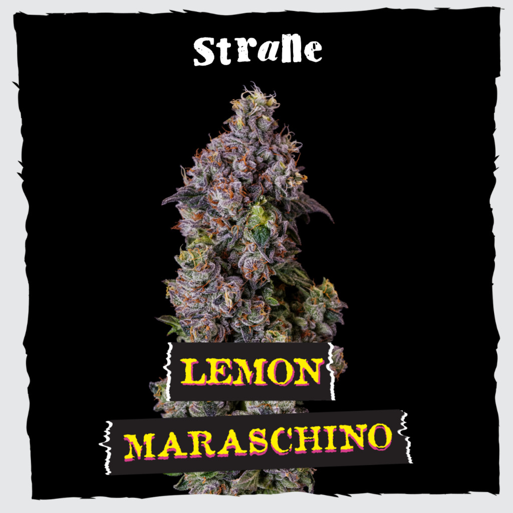 Buy Strane Flower Lemon Maraschino 3.5g image