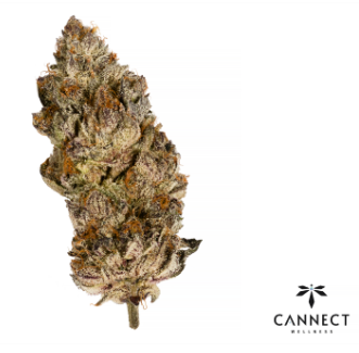 Acai Gelato X Sherb