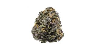 Grand Daddy Purple Bold Cultivation