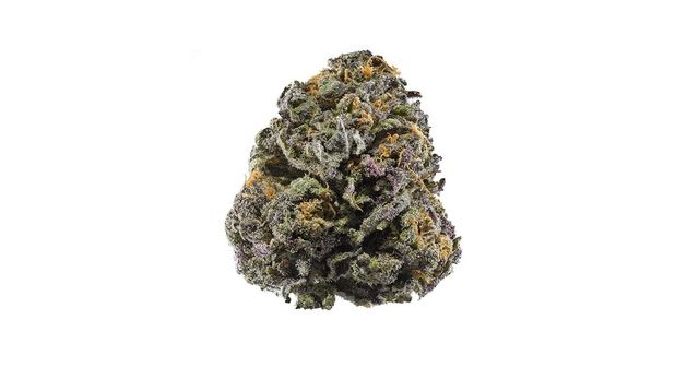 Grand Daddy Purple Bold Cultivation