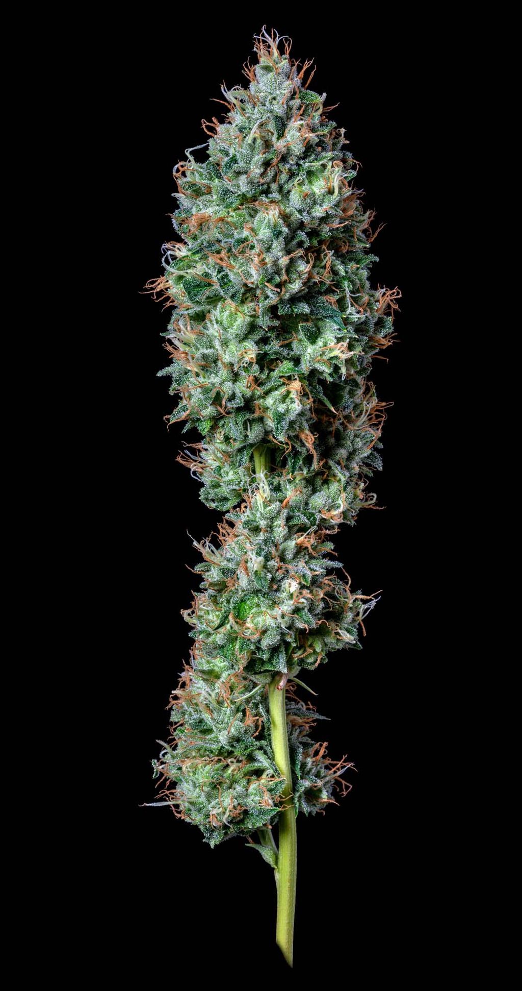 Alt Sol Big Buns Flower, 3.5g