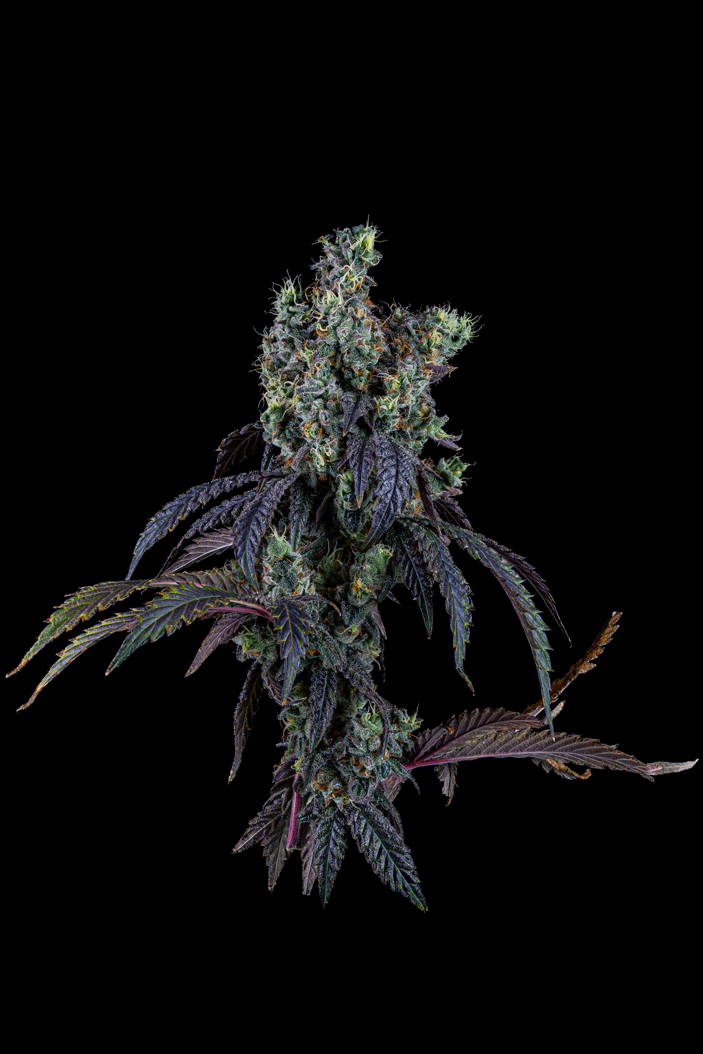 Buy Prolific Growhouse Flower Kobe 3.5g image