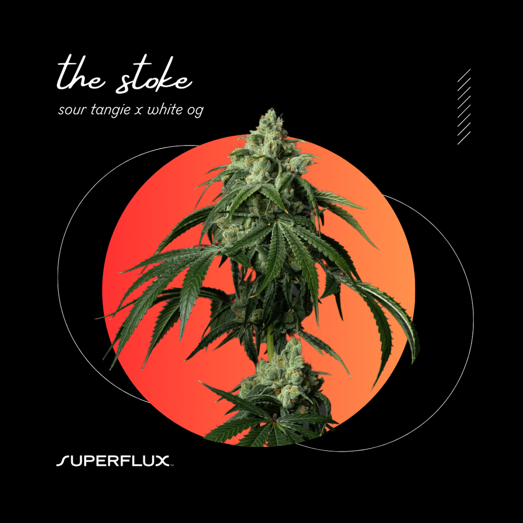 Buy Superflux Flower The Stoke 3.5g image