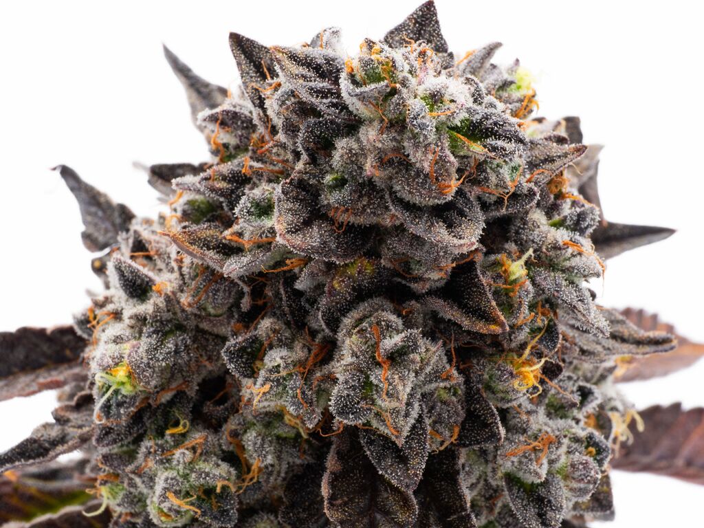 Gas Truffle Good Day Farm