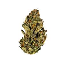Banana Tangie #7