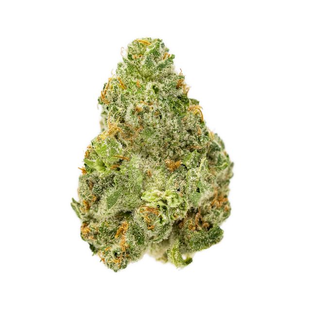 Key Lime Larry Terrapin Key Lime Larry Terrapin