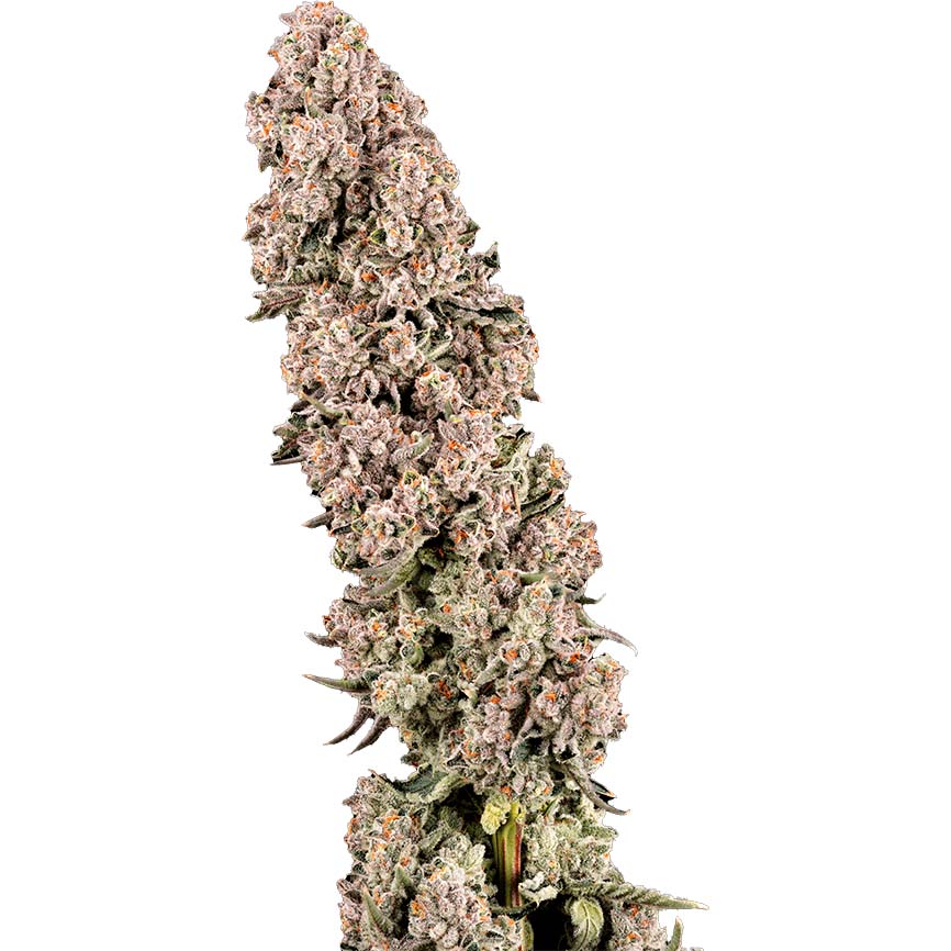 Garcia Hand Picked — LA Baker