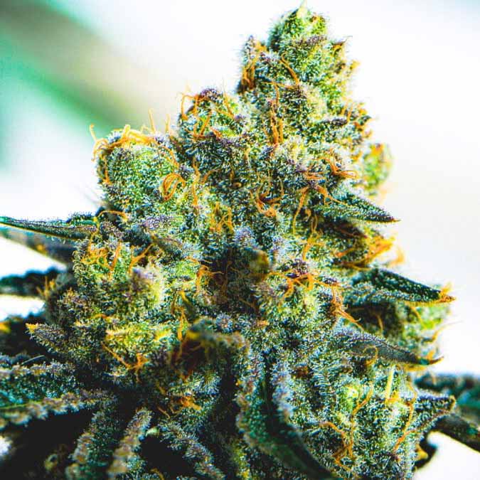 Organic Remedies — Sour Tangie