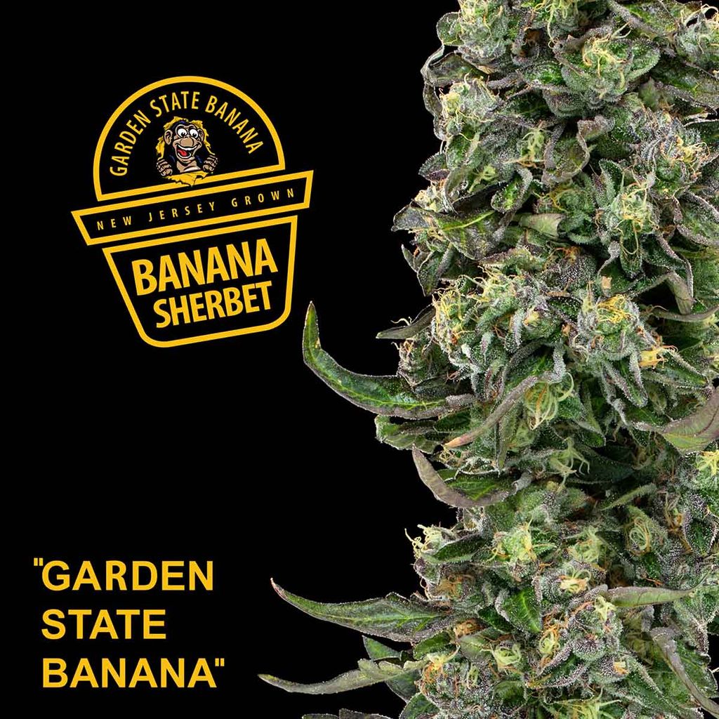 Garden State Banana Banana Sherbert Garden Greens