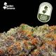 Black Cherry Runtz Garden Greens Black Cherry Runtz Garden Greens