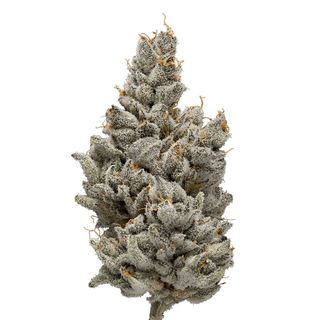 Otoro  Green Dot Labs