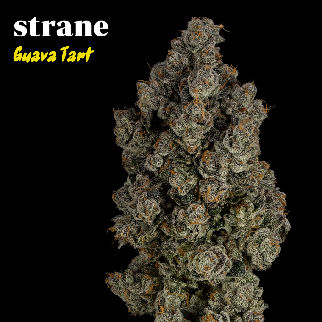 Guava Tart Strane