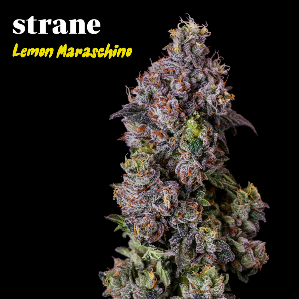 Lemon Maraschino Strane