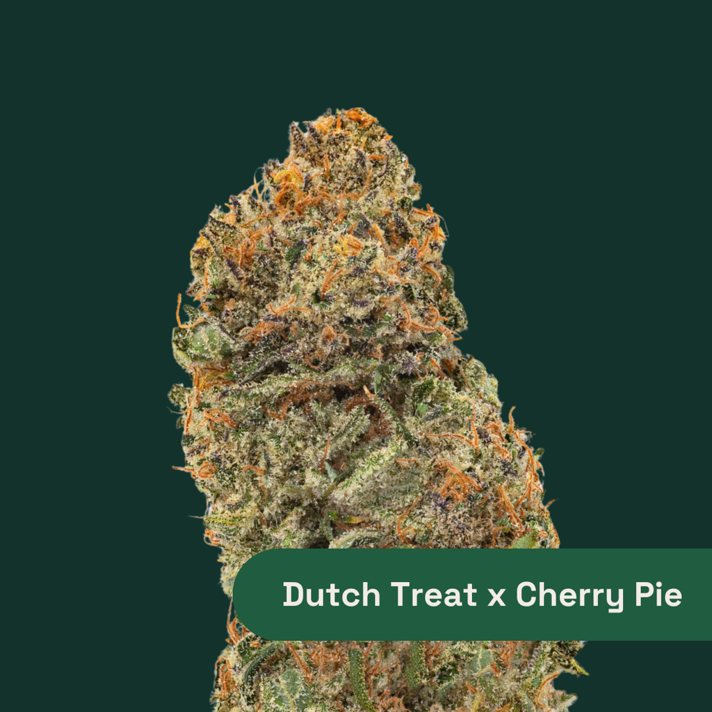 Buy Dutch Treat x Cherry Pie 28g Flower online - Aroma Hill